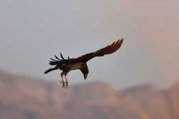 Image of White-necked Raven