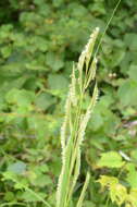 Image of Freshwater Cord Grass