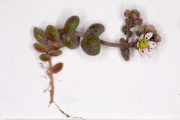 Imagem de Sedum dasyphyllum L.