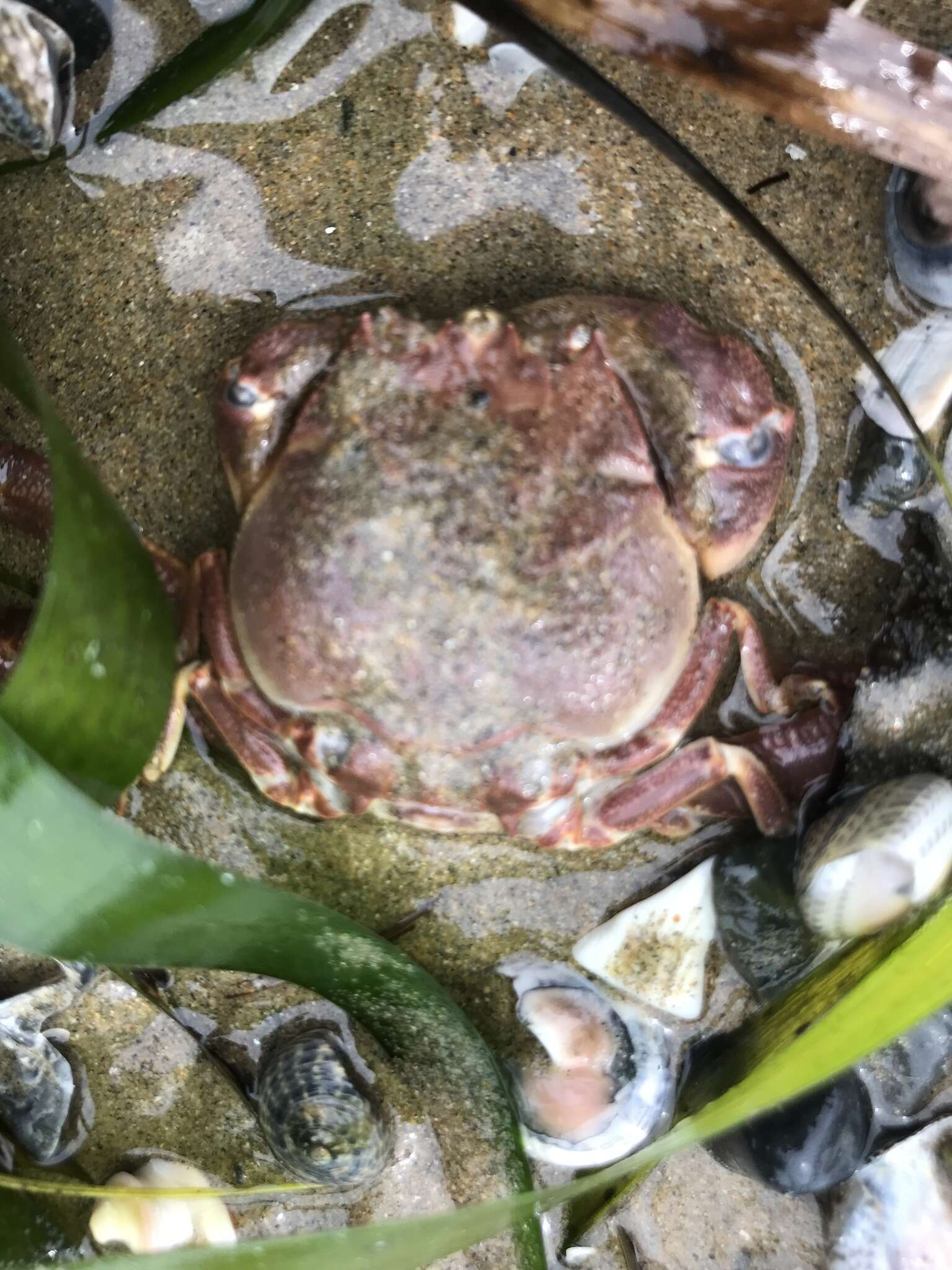 Image of Granulated mask crab