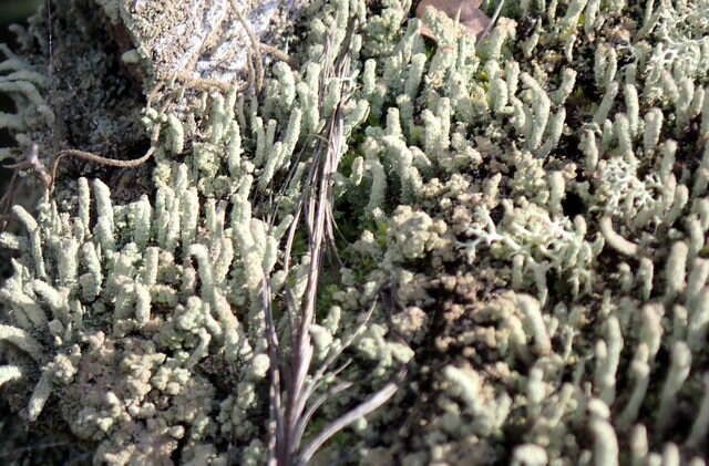 Image of Powdery peg lichen