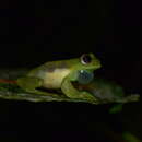 Image of Glass frog