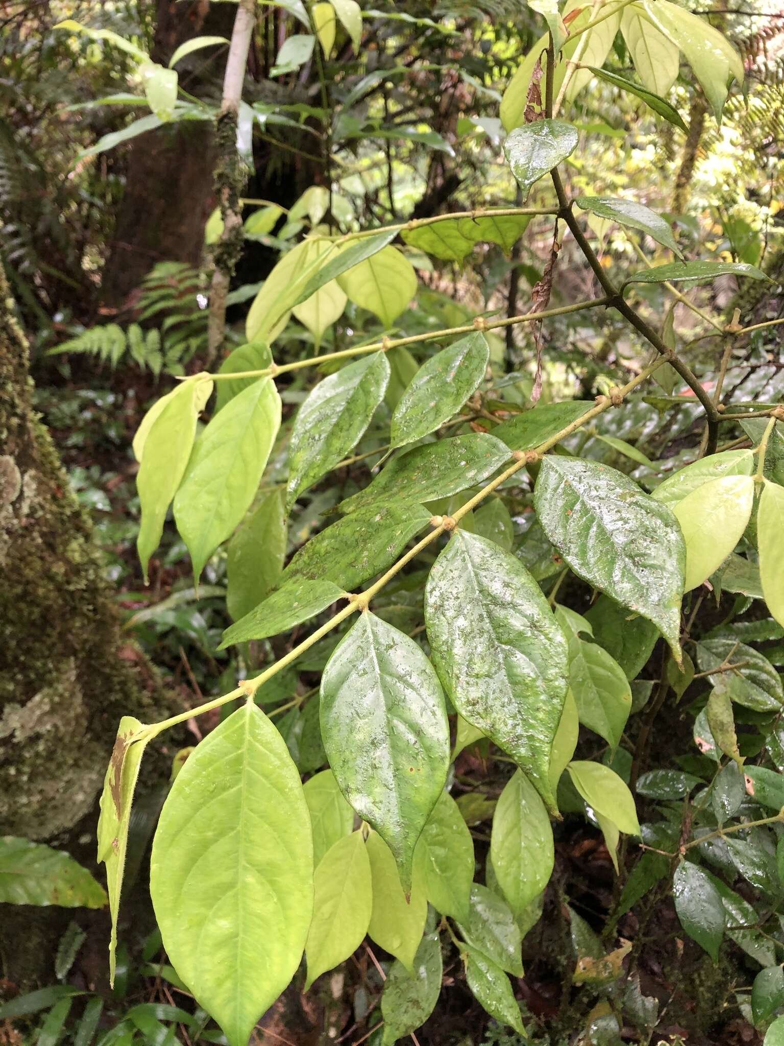 Image of Lasianthus hispidulus (Drake) Pit.