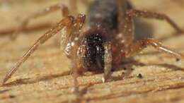 Image of Antmimic spider