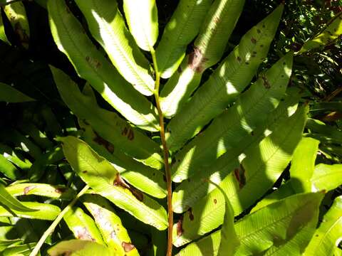 Image of Ptisana salicina (Sm.) Murdock