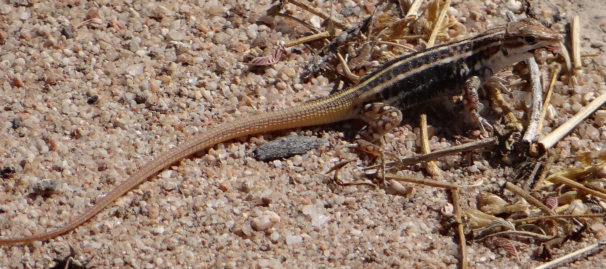 Image of Bushveld Lizard