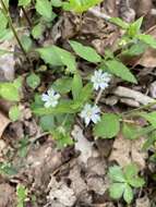 Image of Tennessee starwort