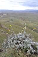 Image of Berkheya rosulata Roessler