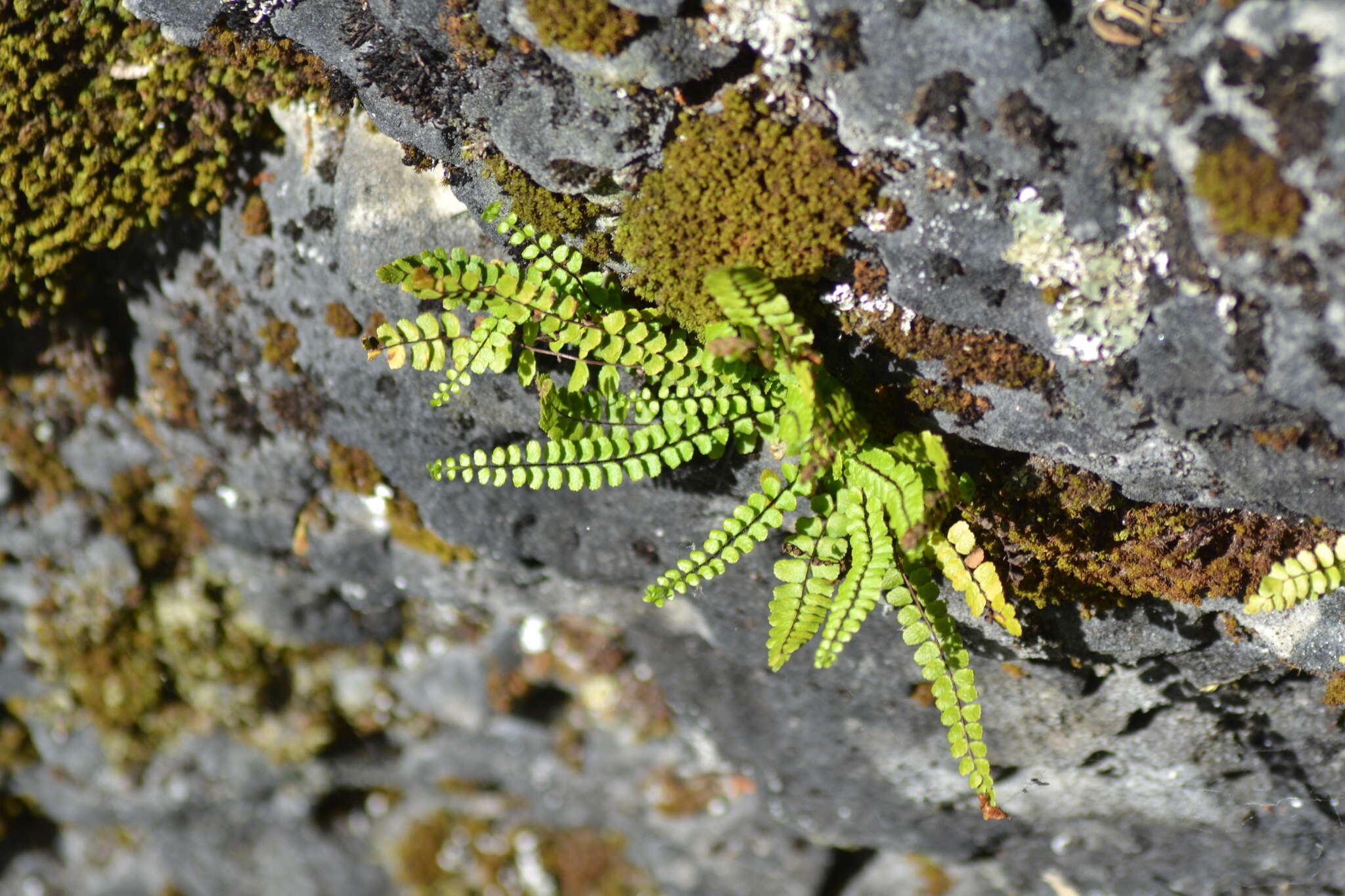 Imagem de Asplenium trichomanes subsp. quadrivalens D. E. Meyer