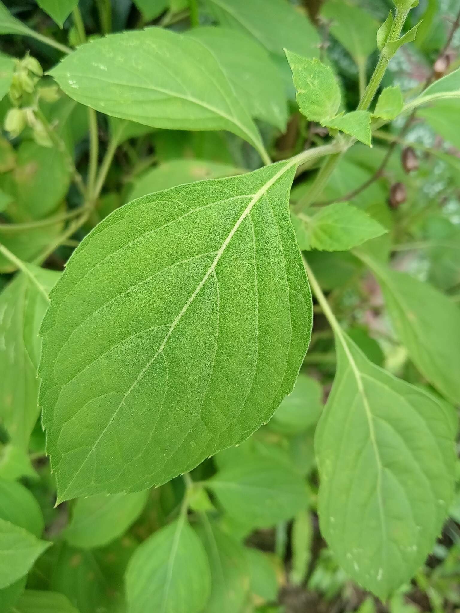 Слика од Ocimum campechianum Mill.