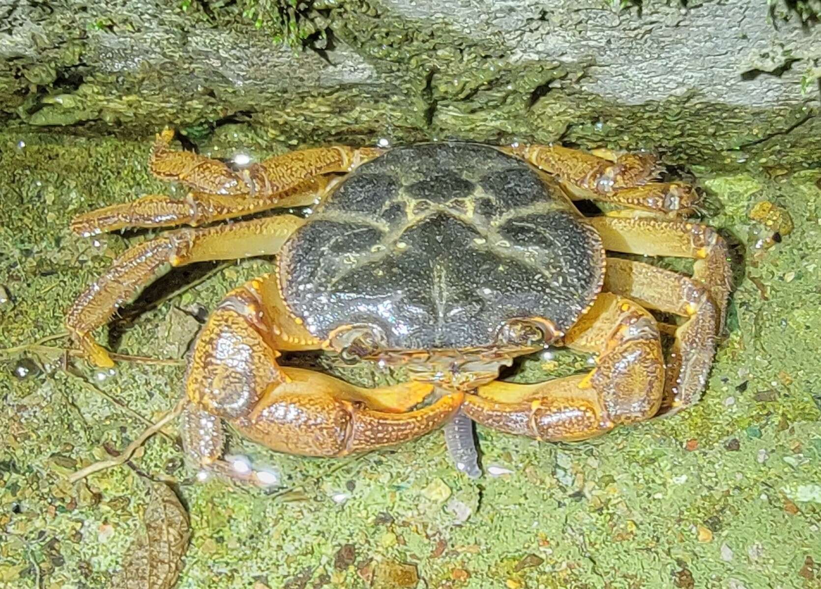 Image of Longpotamon chekiangense (Tai & Sung 1975)