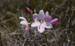 Image of Ixia longituba N. E. Br.