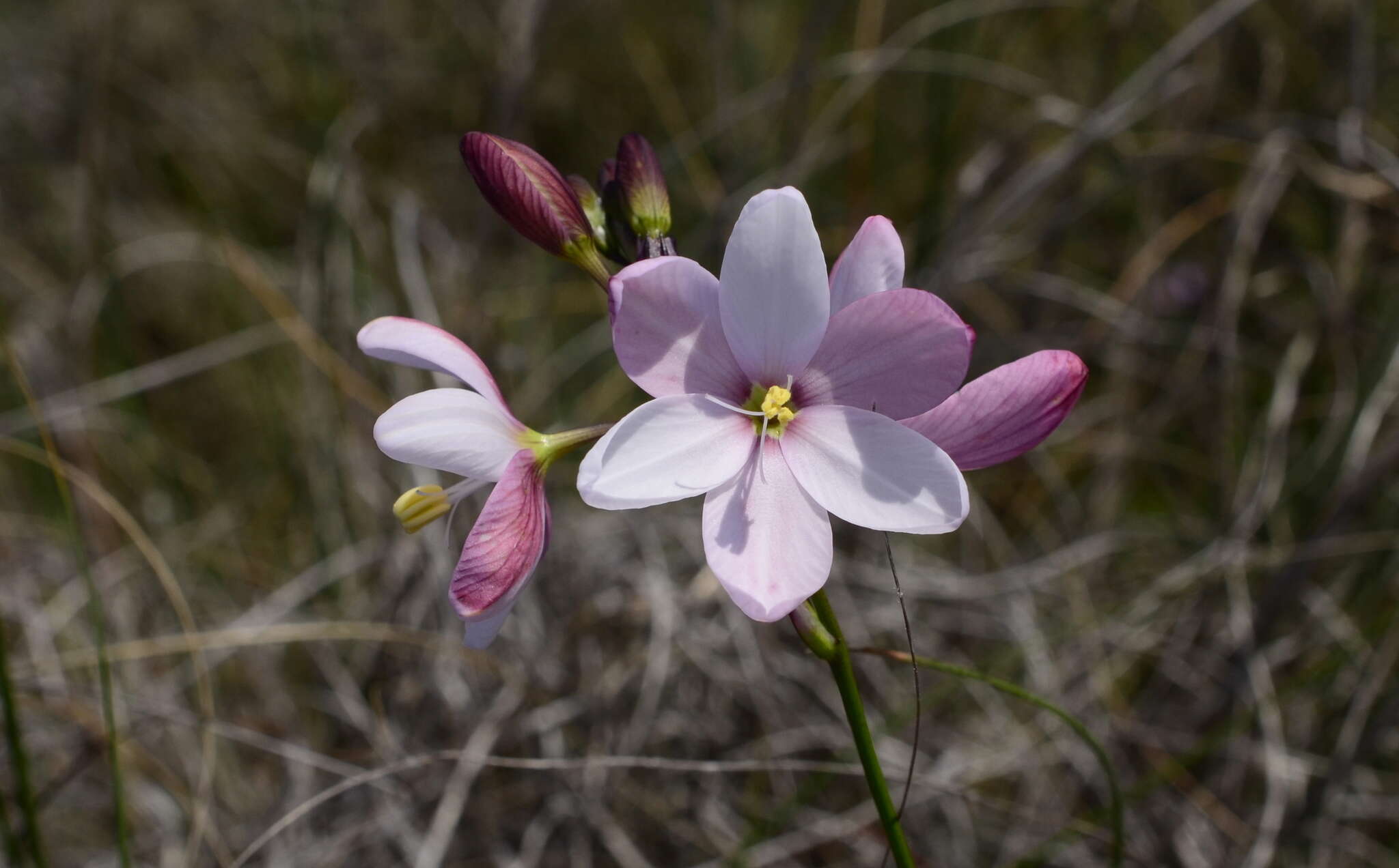 Image of Ixia longituba N. E. Br.