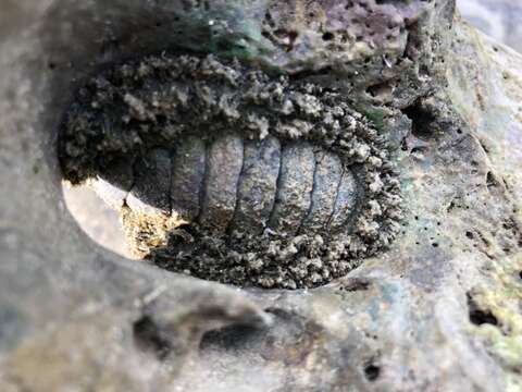 Image de Acanthopleura gemmata (Blainville 1825)