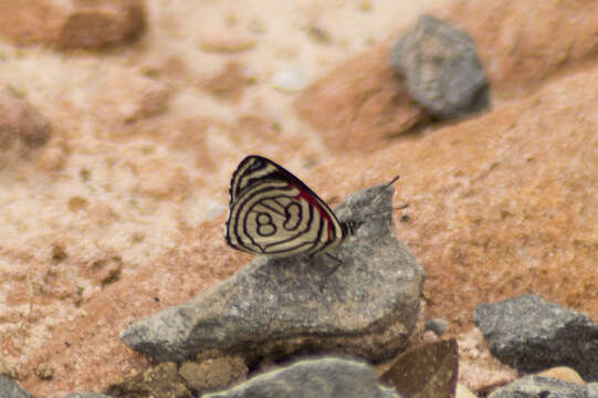 Image of Diaethria candrena Godart 1823