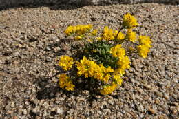 Image of granite draba