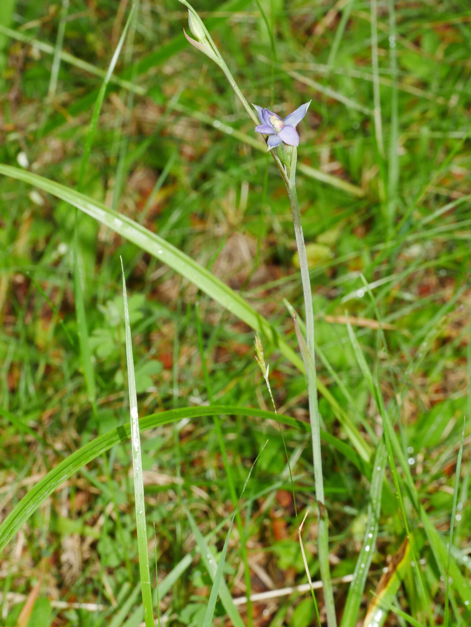 Image of Sun orchid