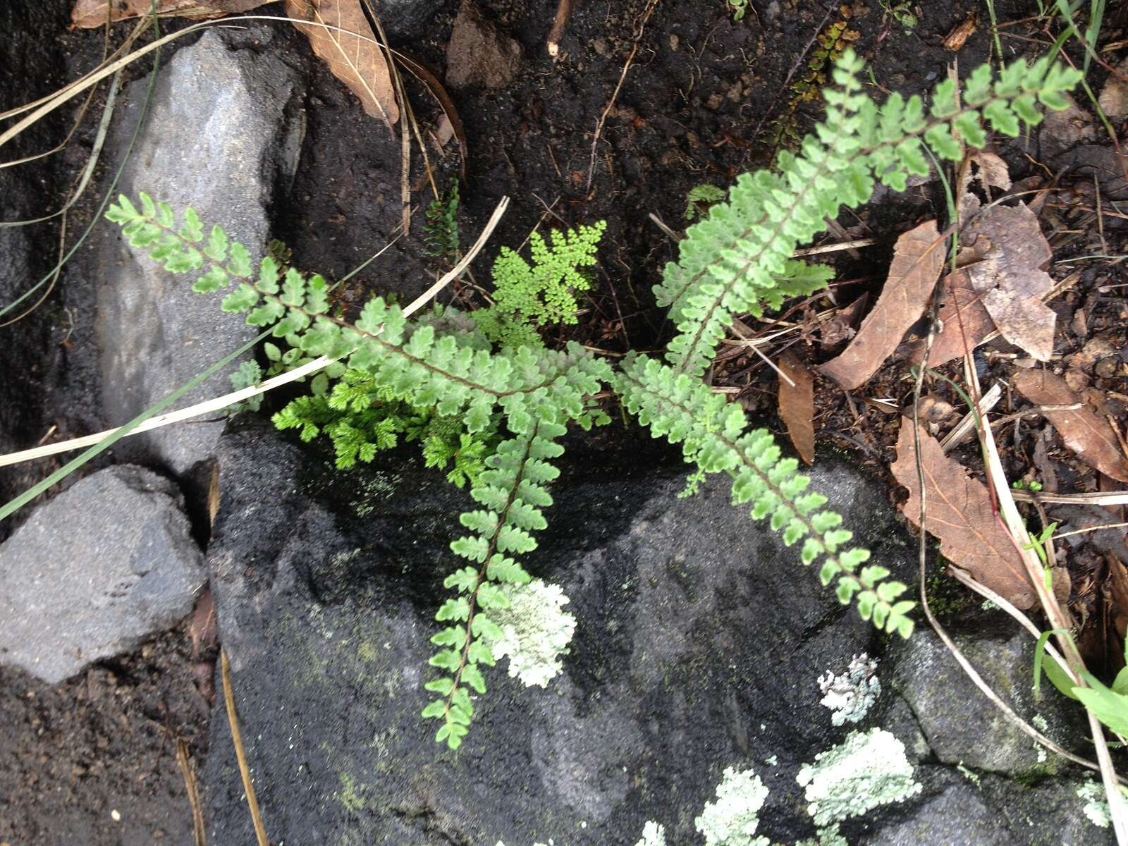 Image of golden lipfern