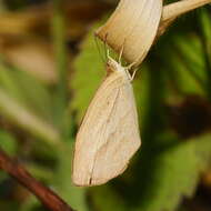 Слика од Eurema herla (Macleay 1826)