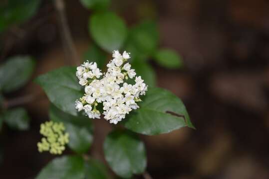 Image of Viburnum acutifolium subsp. lautum (Morton) Donoghue