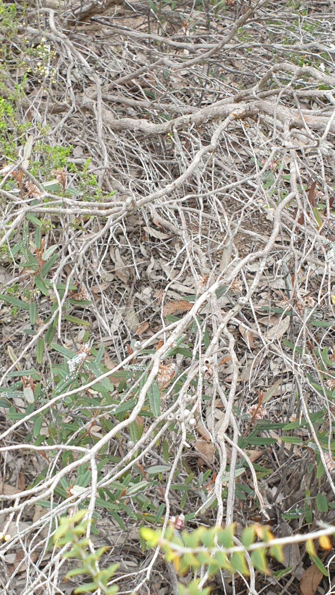 Image of mallee honeymyrtle