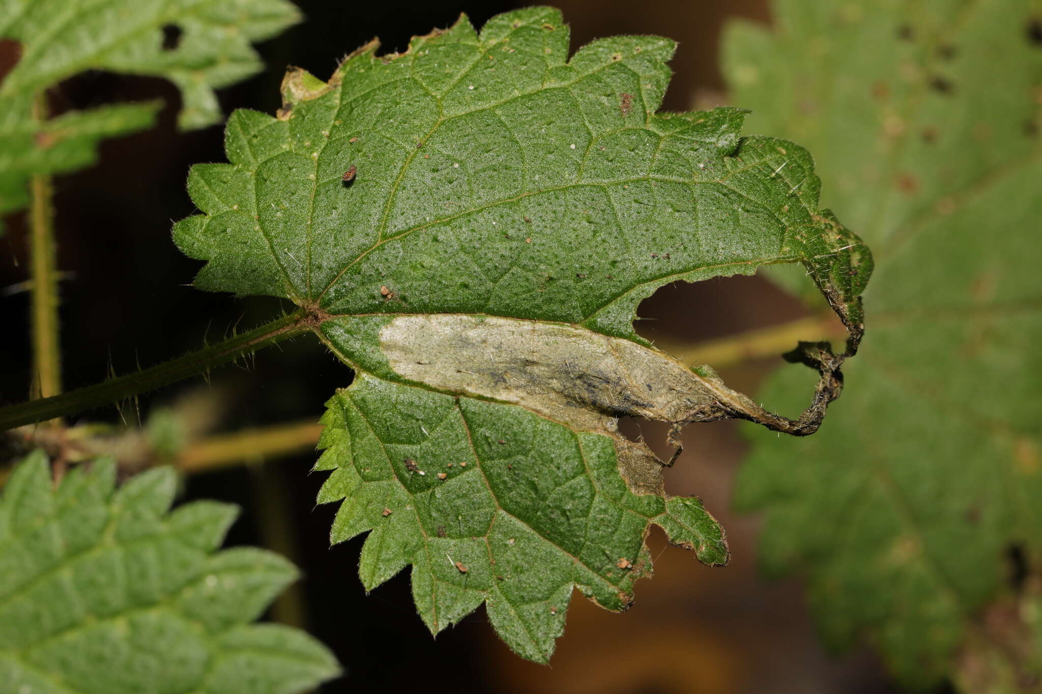 Image of Agromyza anthracina Meigen 1830