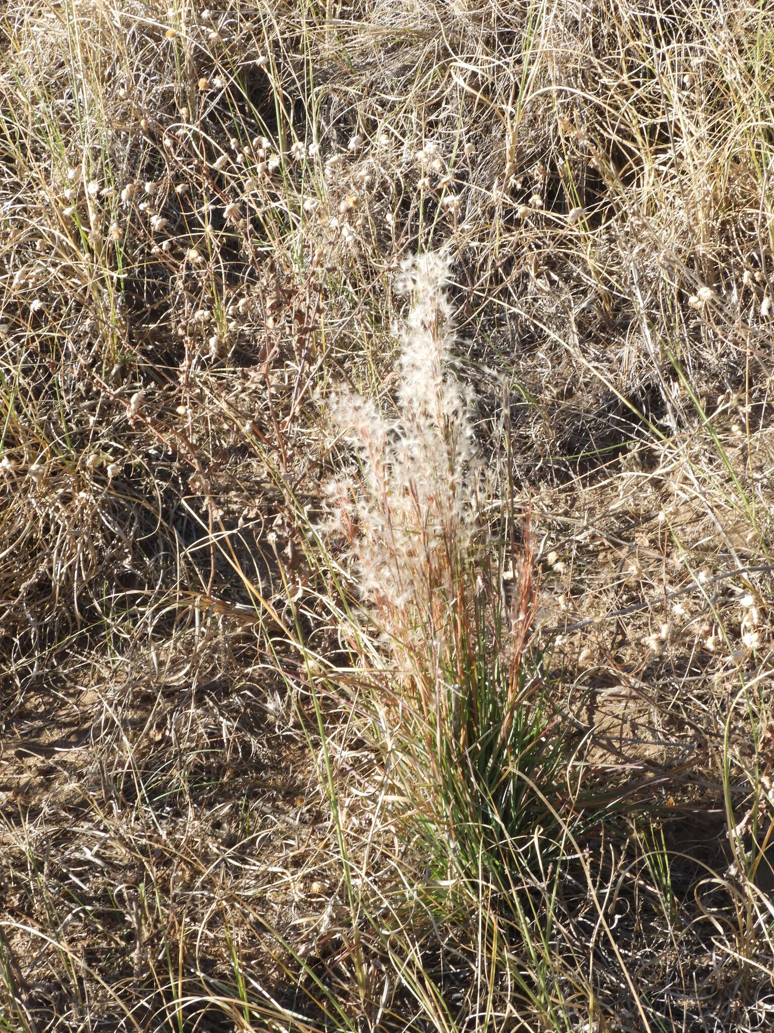 Image of Schizachyrium spicatum (Spreng.) Herter