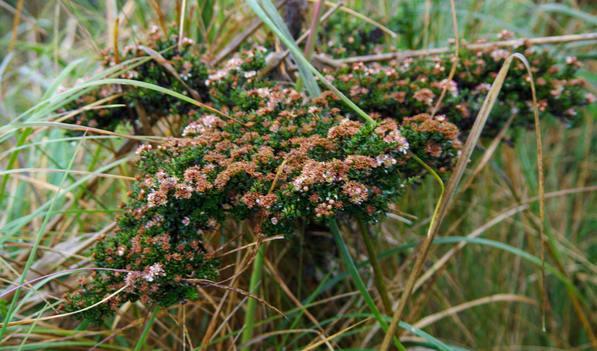 Hesperomeles obtusifolia var. microphylla (Wedd.) K. Romoleroux的圖片