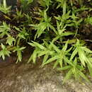 Image of Norwegian timmia moss