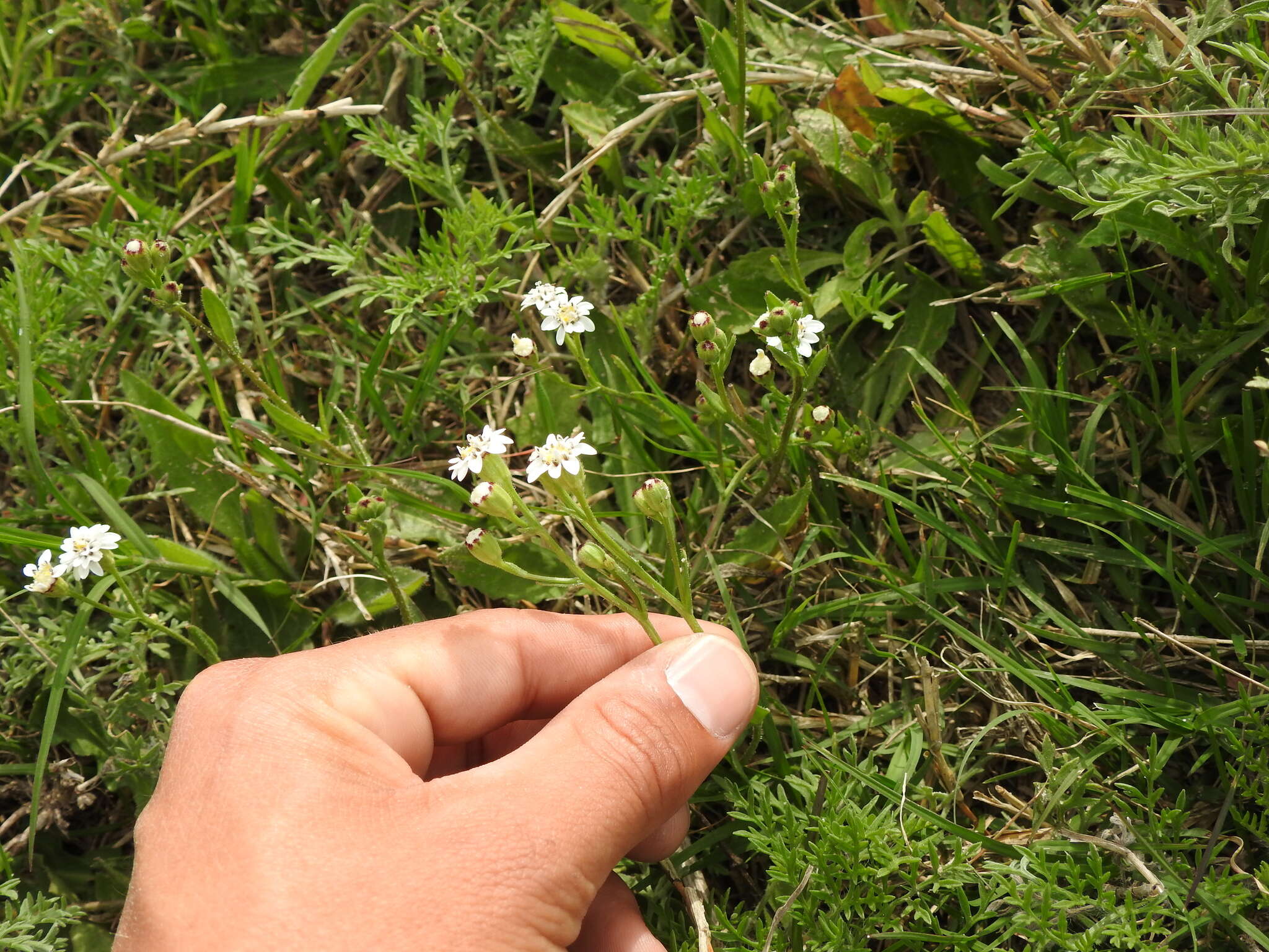 Sivun Holocheilus hieracioides (D. Don) Cabrera kuva