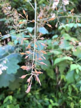 Image of macleaya