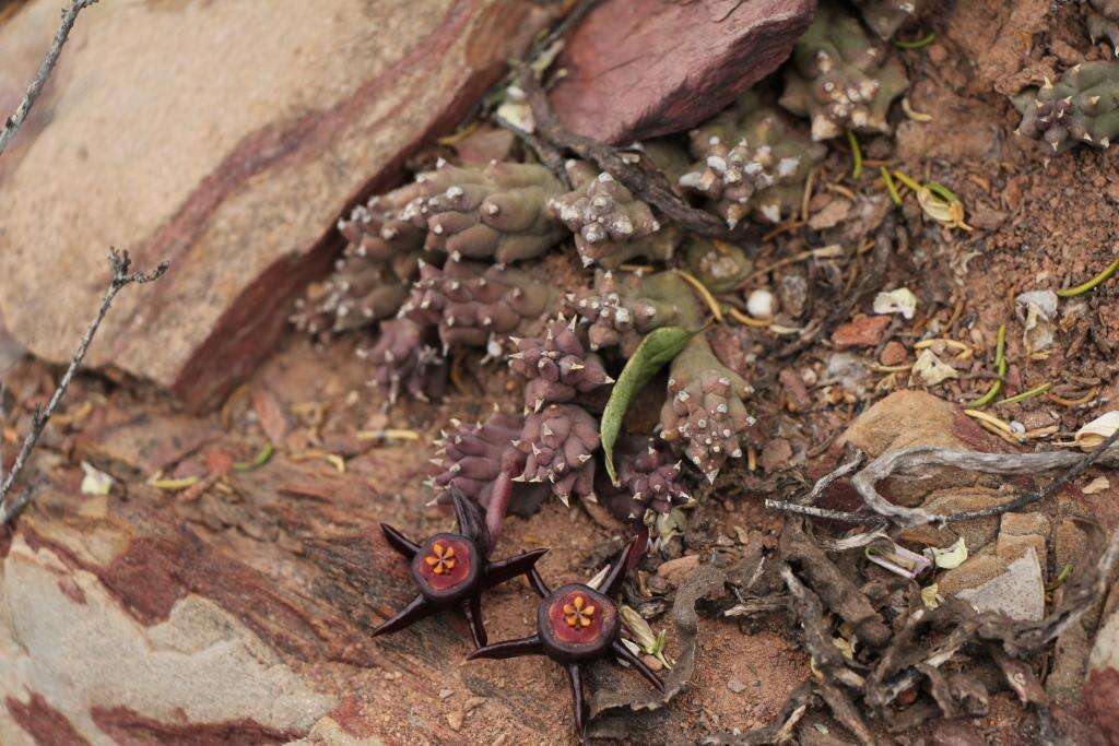 Image de Ceropegia caespitosa subsp. caespitosa