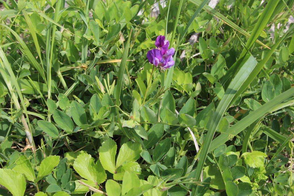 Image of beach pea