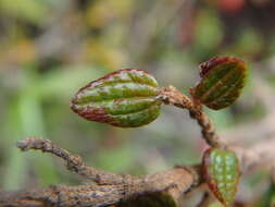 Image de Brachyotum strigosum (L. fil.) Triana