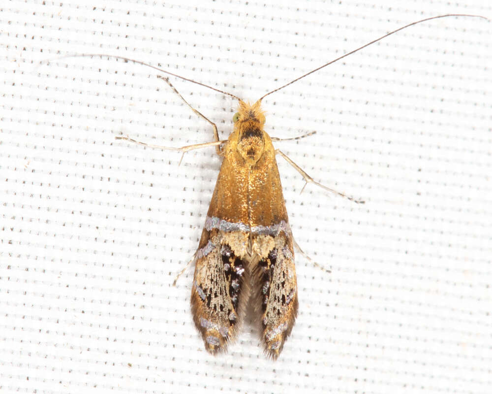 Image of Ridings' Fairy Moth