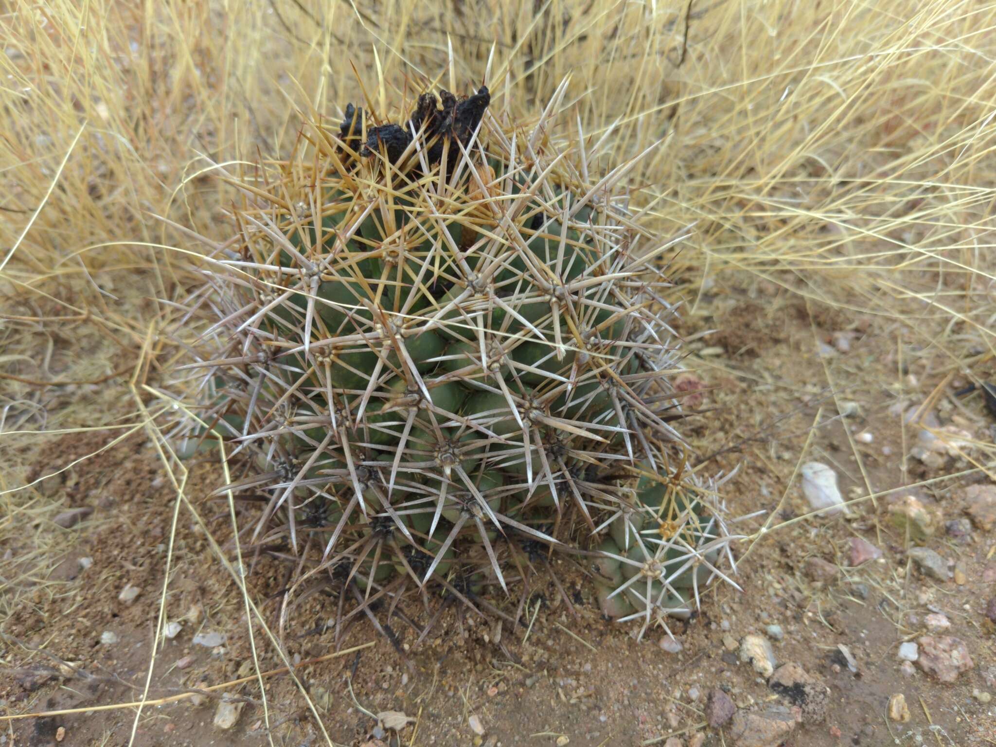 Image of Pima pineapple cactus