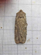 Image of Broad Ashen Pinion Moth