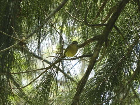 Phylloscartes ventralis (Temminck 1824)的圖片