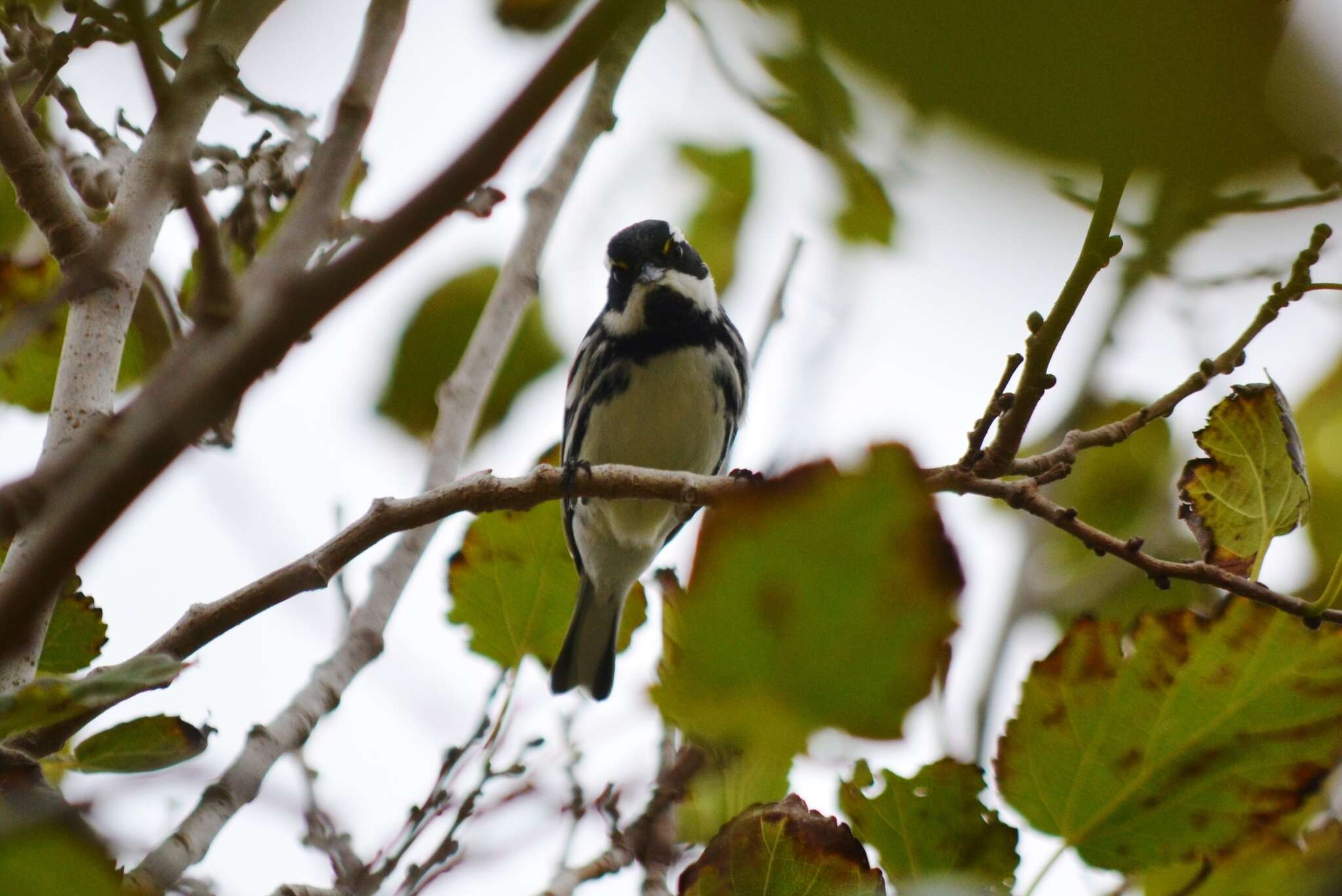 Image of Black-throated Grey Warbler