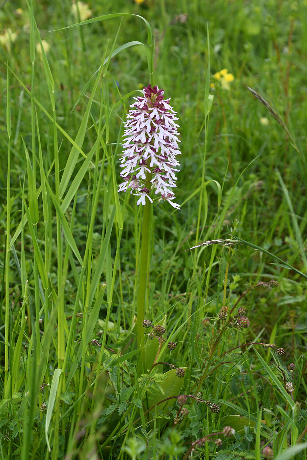 Image de Orchis hybrida (Lindl.) Boenn. ex Rchb.