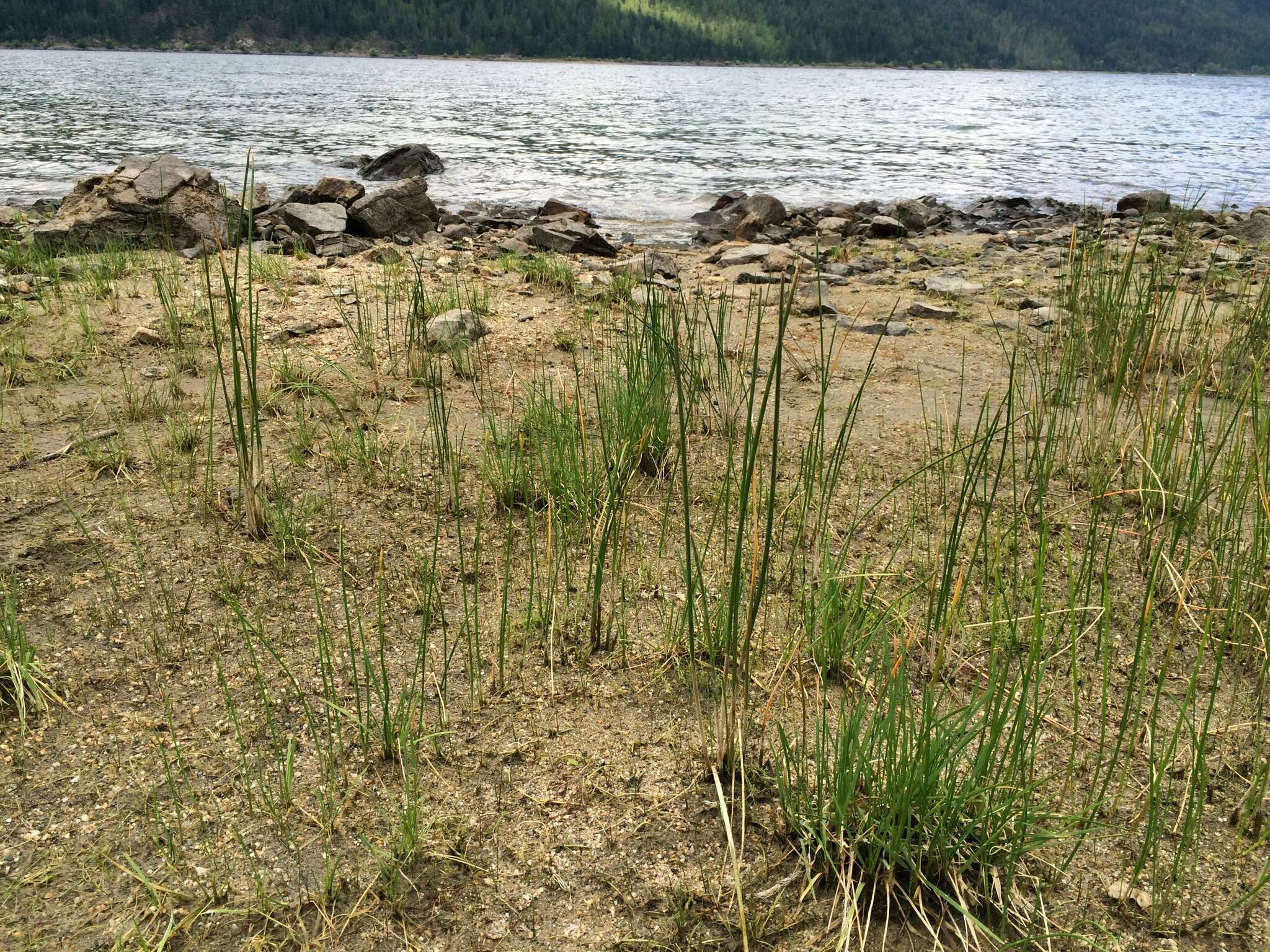 Sivun Myriophyllum ussuriense (Regel) Maxim. kuva