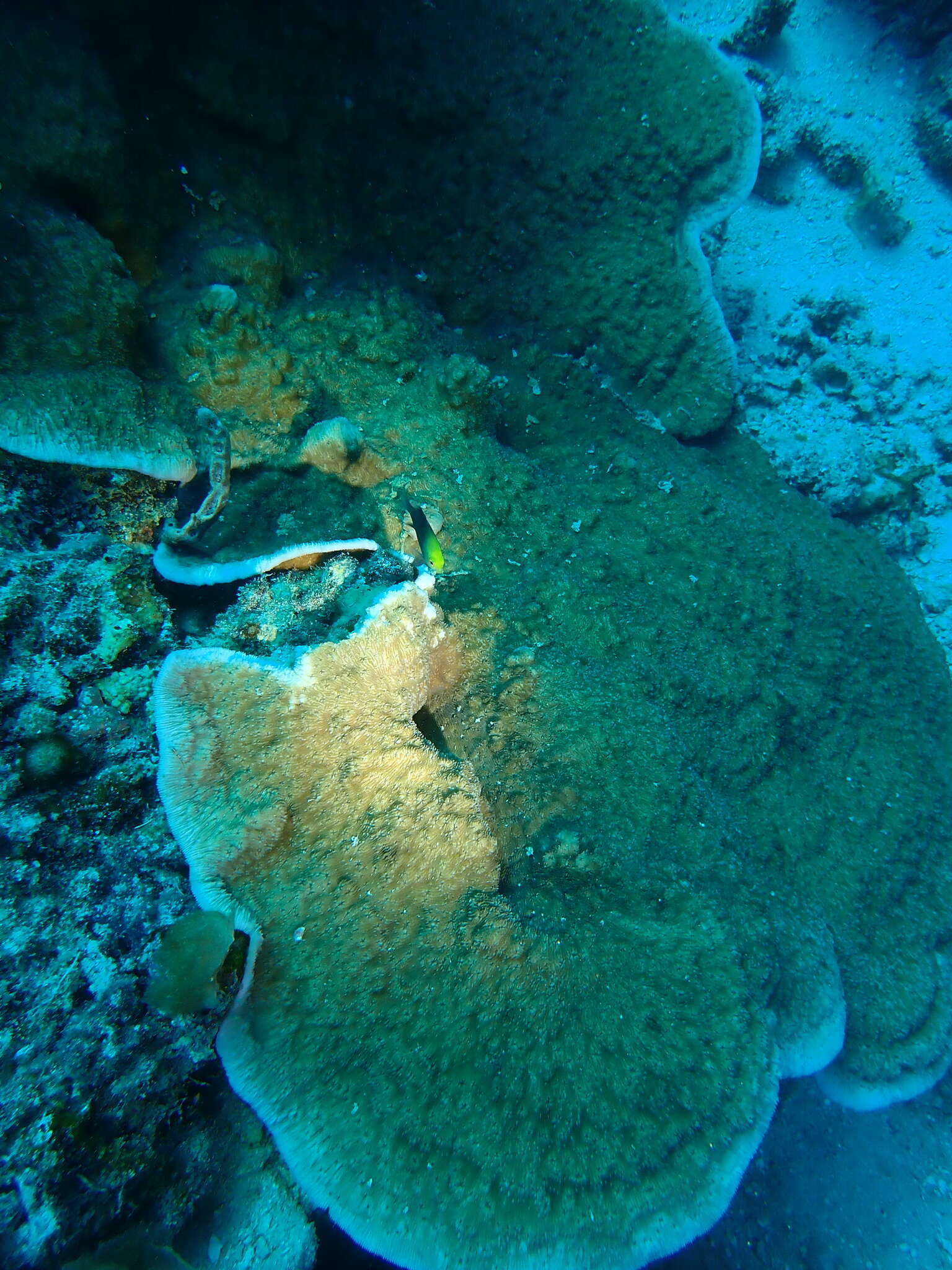 Image of bracket coral