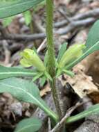 Image of yellowfruit horse-gentian