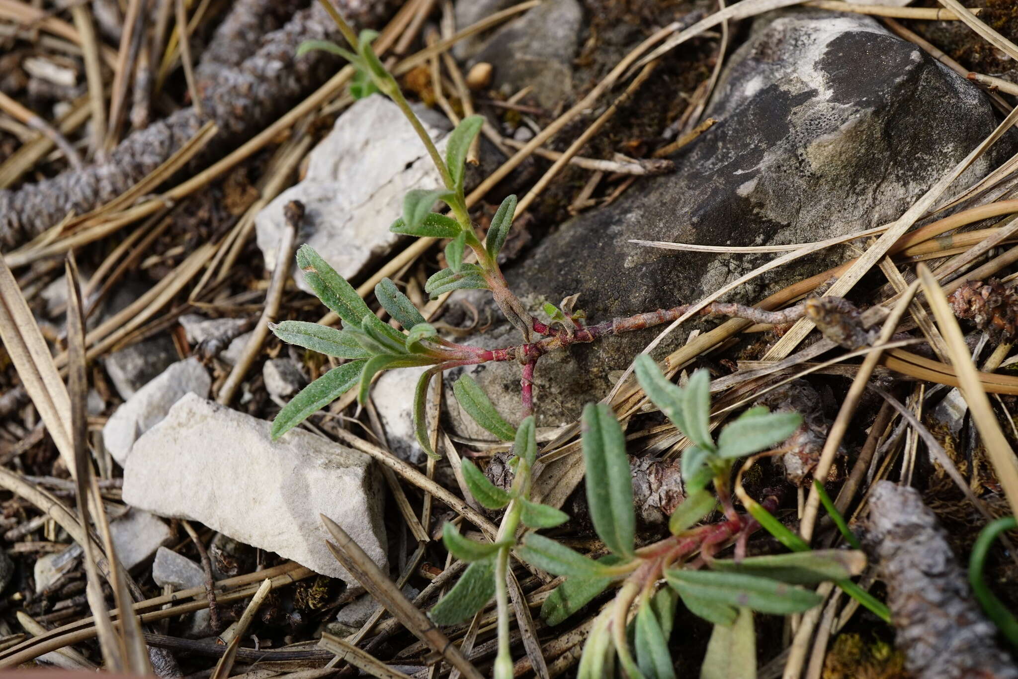 Image of Helianthemum canum (L.) Baumg.