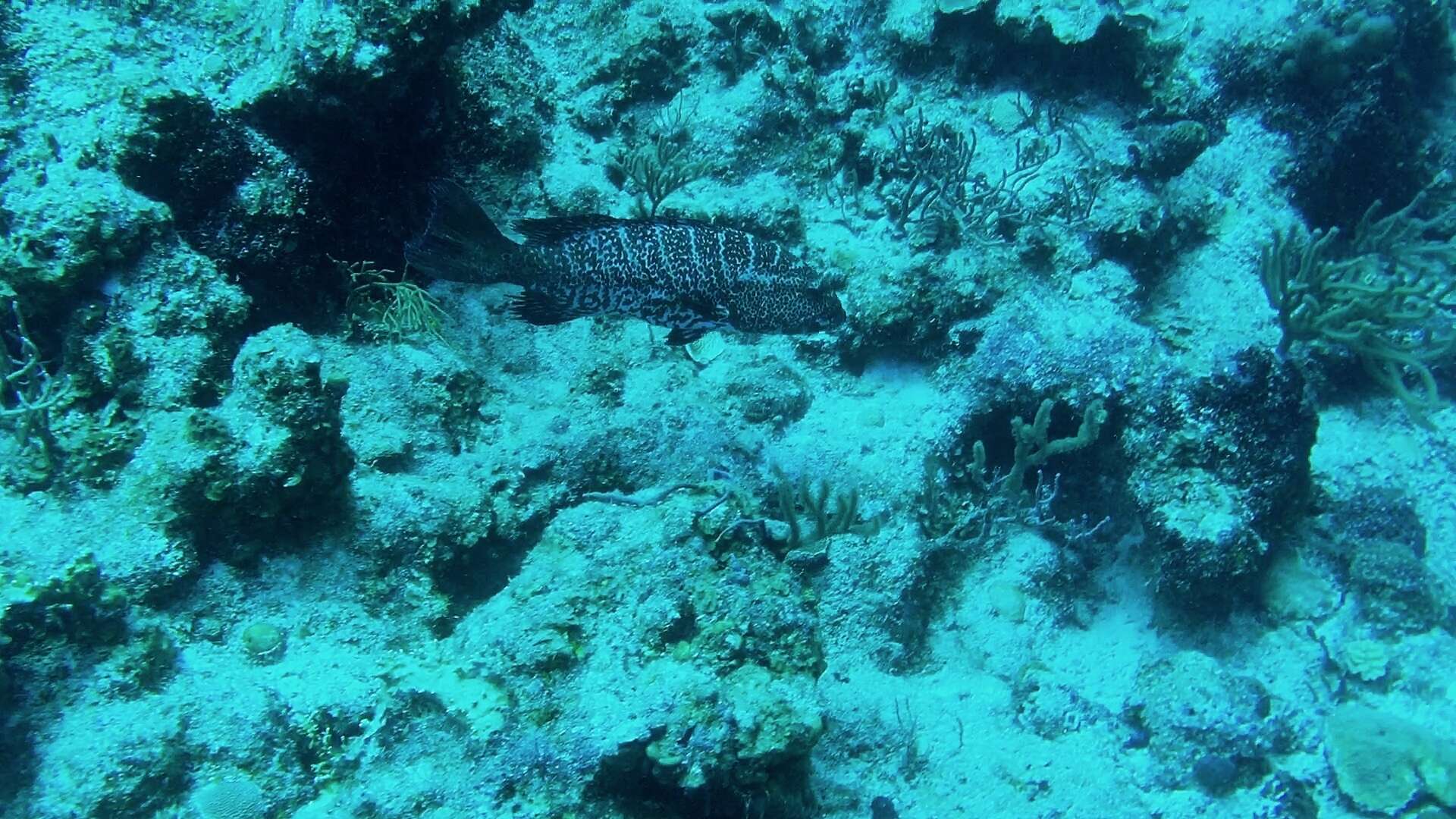 Image of Tiger Grouper