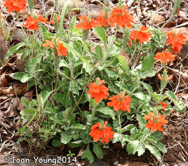 Imagem de Crossandra mucronata Lindau