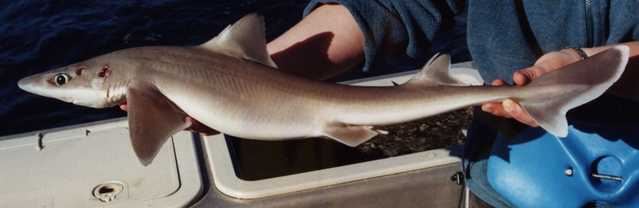 Image of Green-eyed dogfish