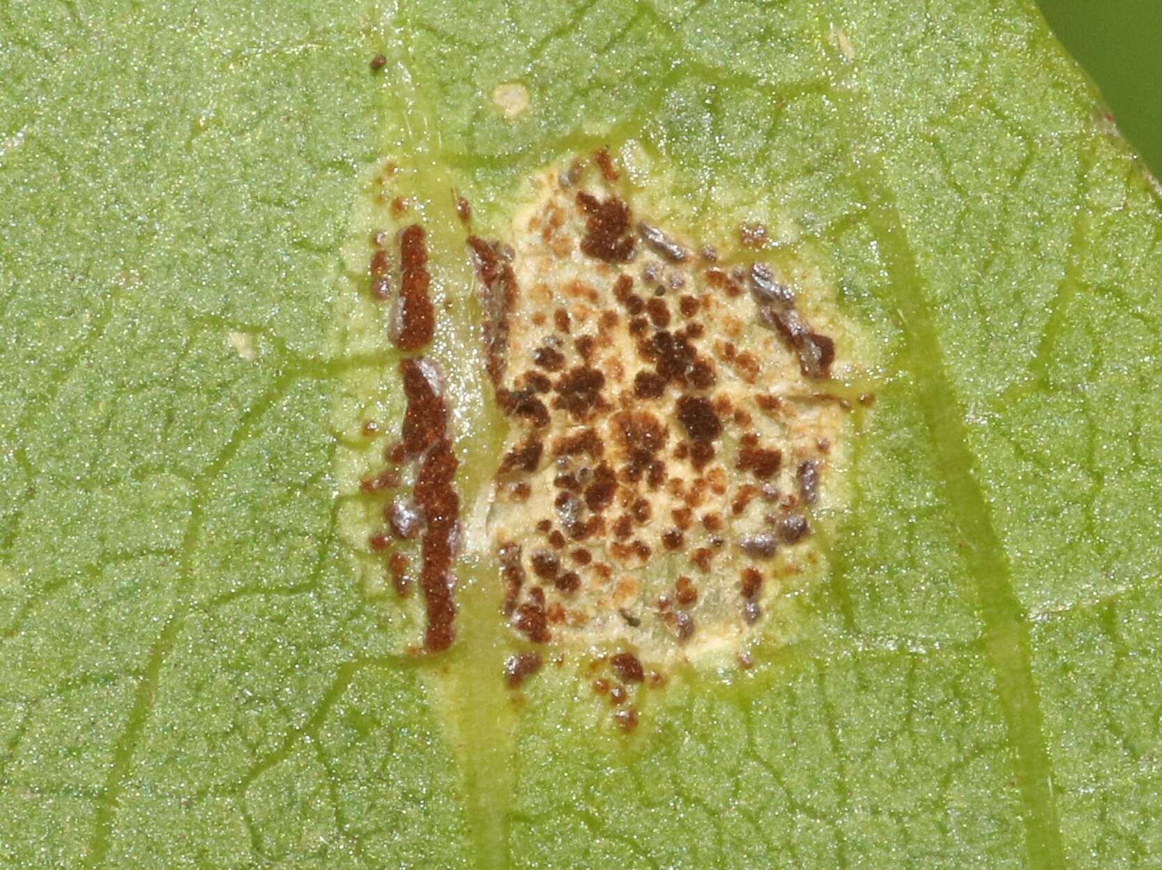 Image of Puccinia arechavaletae Speg. 1881