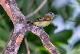 Image of Black-capped Becard