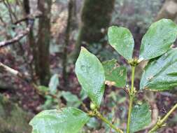 Image of Lasianthus micranthus Hook. fil.